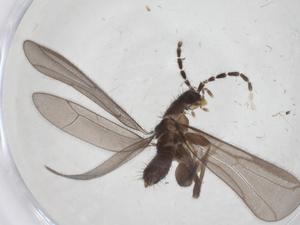  (Zoraptera - CBG-A39213-A10)  @11 [ ] CreativeCommons - Attribution Share - Alike (2024) Centre for Biodiversity Genomics Centre for Biodiversity Genomics