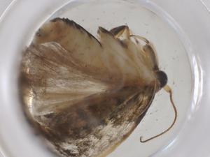  (Antaeotricha Malaise1233 - CBG-A39213-B03)  @11 [ ] CreativeCommons - Attribution Share - Alike (2024) Centre for Biodiversity Genomics Centre for Biodiversity Genomics