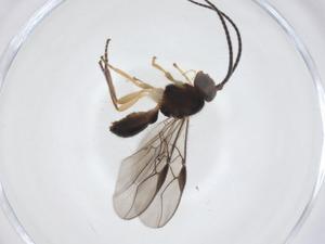  (opiMalaise01 Malaise6359 - CBG-A39216-E05)  @11 [ ] CreativeCommons - Attribution Share - Alike (2024) Centre for Biodiversity Genomics Centre for Biodiversity Genomics