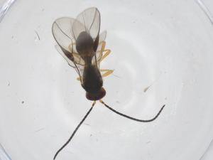  ( - CBG-A39221-F07)  @11 [ ] CreativeCommons - Attribution Share - Alike (2024) Centre for Biodiversity Genomics Centre for Biodiversity Genomics