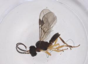  ( - CBG-A39228-A04)  @11 [ ] CreativeCommons - Attribution Share - Alike (2024) Centre for Biodiversity Genomics Centre for Biodiversity Genomics