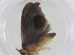  ( - CBG-A39230-B11)  @11 [ ] CreativeCommons - Attribution Share - Alike (2024) Centre for Biodiversity Genomics Centre for Biodiversity Genomics