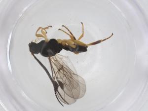  ( - CBG-A39232-E10)  @11 [ ] CreativeCommons - Attribution Share - Alike (2024) Centre for Biodiversity Genomics Centre for Biodiversity Genomics