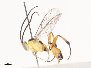  ( - CBG-A40169-C02)  @11 [ ] CreativeCommons - Attribution Share - Alike (2024) CBG Photography Group Centre for Biodiversity Genomics