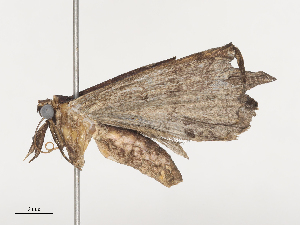  ( - CBG-A40172-B11)  @11 [ ] CreativeCommons - Attribution Share - Alike (2024) CBG Photography Group Centre for Biodiversity Genomics