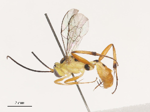  ( - CBG-A40173-D02)  @11 [ ] CreativeCommons - Attribution Share - Alike (2024) CBG Photography Group Centre for Biodiversity Genomics