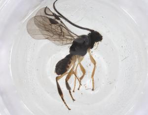  ( - CBG-A41669-C02)  @11 [ ] CreativeCommons - Attribution Share - Alike (2024) Centre for Biodiversity Genomics Centre for Biodiversity Genomics