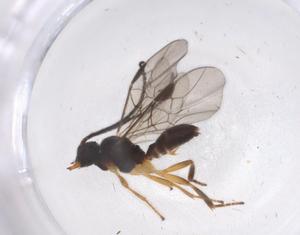  ( - CBG-A41673-B12)  @11 [ ] CreativeCommons - Attribution Share - Alike (2024) Centre for Biodiversity Genomics Centre for Biodiversity Genomics