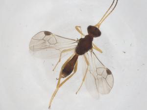  ( - CBG-A41674-A06)  @11 [ ] CreativeCommons - Attribution Share - Alike (2024) Centre for Biodiversity Genomics Centre for Biodiversity Genomics