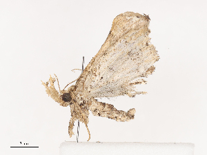  ( - CBG-A41762-B12)  @11 [ ] CreativeCommons - Attribution Share - Alike (2024) CBG Photography Group Centre for Biodiversity Genomics