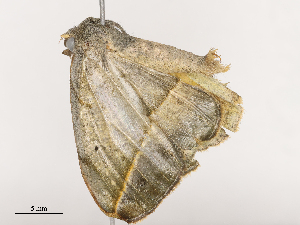  ( - CBG-A41762-E05)  @11 [ ] CreativeCommons - Attribution Share - Alike (2024) CBG Photography Group Centre for Biodiversity Genomics