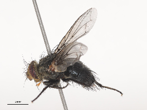  (Trafoia Malaise7441 - CBG-A41763-B09)  @11 [ ] CreativeCommons - Attribution Share - Alike (2024) CBG Photography Group Centre for Biodiversity Genomics