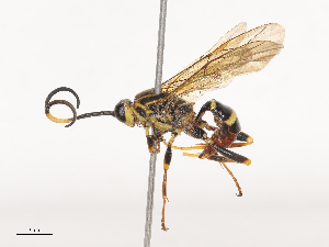  ( - CBG-A41763-C03)  @11 [ ] CreativeCommons - Attribution Share - Alike (2024) CBG Photography Group Centre for Biodiversity Genomics