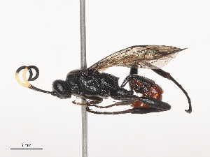  (ichneuMalaise01 Malaise7278 - CBG-A41763-E08)  @11 [ ] CreativeCommons - Attribution Share - Alike (2024) CBG Photography Group Centre for Biodiversity Genomics