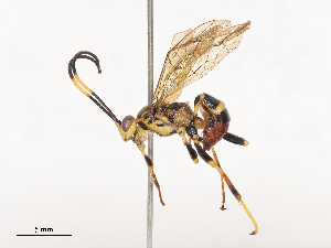  ( - CBG-A41763-F07)  @11 [ ] CreativeCommons - Attribution Share - Alike (2024) CBG Photography Group Centre for Biodiversity Genomics