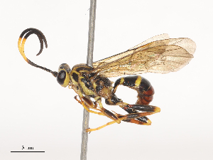  (ichneuMalaise01 Malaise3673 - CBG-A41764-B01)  @11 [ ] CreativeCommons - Attribution Share - Alike (2024) CBG Photography Group Centre for Biodiversity Genomics