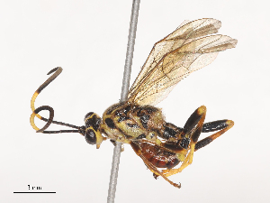  ( - CBG-A41765-A04)  @11 [ ] CreativeCommons - Attribution Share - Alike (2024) CBG Photography Group Centre for Biodiversity Genomics