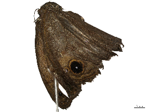  ( - CBG-A41785-D09)  @11 [ ] CreativeCommons - Attribution Share-Alike (2024) CBG Photography Group Centre for Biodiversity Genomics