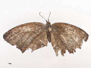  ( - CBG-A41785-E01)  @11 [ ] CreativeCommons - Attribution Share - Alike (2024) CBG Photography Group Centre for Biodiversity Genomics