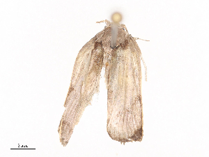  ( - CBG-A41785-E04)  @11 [ ] CreativeCommons - Attribution Share - Alike (2024) CBG Photography Group Centre for Biodiversity Genomics