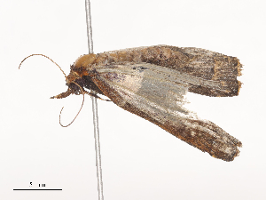  ( - CBG-A41785-F01)  @11 [ ] CreativeCommons - Attribution Share - Alike (2024) CBG Photography Group Centre for Biodiversity Genomics