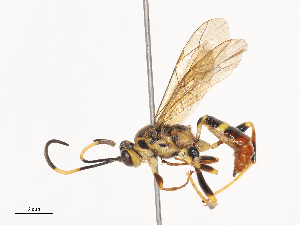  ( - CBG-A41787-F06)  @11 [ ] CreativeCommons - Attribution Share - Alike (2024) CBG Photography Group Centre for Biodiversity Genomics