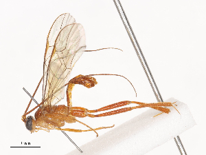  (Exasticolus Malaise6259 - CBG-A41787-F08)  @11 [ ] CreativeCommons - Attribution Share - Alike (2024) CBG Photography Group Centre for Biodiversity Genomics