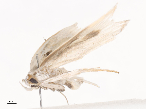  (Antaeotricha Janzen8274 - CBG-A41788-B04)  @11 [ ] CreativeCommons - Attribution Share - Alike (2024) CBG Photography Group Centre for Biodiversity Genomics