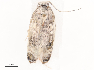  ( - CBG-A41788-B06)  @11 [ ] CreativeCommons - Attribution Share - Alike (2024) CBG Photography Group Centre for Biodiversity Genomics