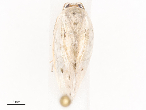  ( - CBG-A41788-B09)  @11 [ ] CreativeCommons - Attribution Share - Alike (2024) CBG Photography Group Centre for Biodiversity Genomics