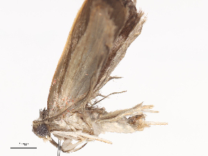  (Cerconota Malaise0787 - CBG-A41788-C04)  @11 [ ] CreativeCommons - Attribution Share - Alike (2024) CBG Photography Group Centre for Biodiversity Genomics