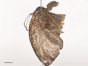  ( - CBG-A41788-D11)  @11 [ ] CreativeCommons - Attribution Share - Alike (2024) CBG Photography Group Centre for Biodiversity Genomics