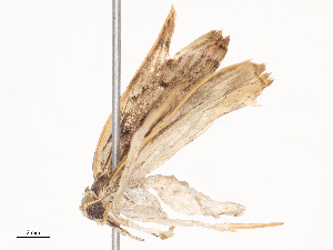  ( - CBG-A41788-E05)  @11 [ ] CreativeCommons - Attribution Share - Alike (2024) CBG Photography Group Centre for Biodiversity Genomics