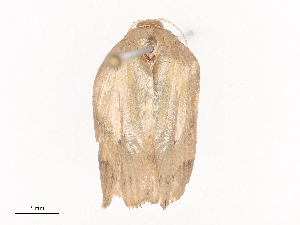  ( - CBG-A41791-G05)  @11 [ ] CreativeCommons - Attribution Share - Alike (2024) CBG Photography Group Centre for Biodiversity Genomics