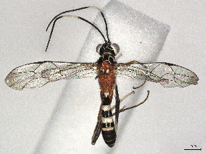 ( - CBG-A41792-B09)  @11 [ ] CreativeCommons - Attribution Share-Alike (2024) CBG Photography Group Centre for Biodiversity Genomics