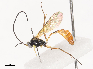  (Dusona INB-612 - CBG-A41792-C12)  @11 [ ] CreativeCommons - Attribution Share - Alike (2024) CBG Photography Group Centre for Biodiversity Genomics