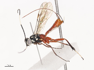  ( - CBG-A41792-D05)  @11 [ ] CreativeCommons - Attribution Share - Alike (2024) CBG Photography Group Centre for Biodiversity Genomics