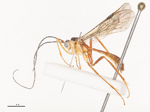  ( - CBG-A41792-G02)  @11 [ ] CreativeCommons - Attribution Share - Alike (2024) CBG Photography Group Centre for Biodiversity Genomics