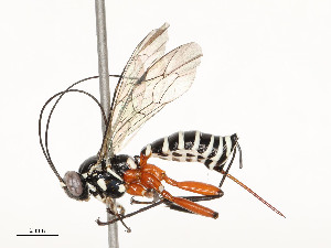  ( - CBG-A51969-G01)  @11 [ ] CreativeCommons - Attribution Share - Alike (2024) CBG Photography Group Centre for Biodiversity Genomics