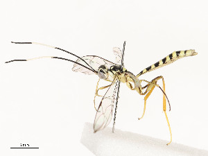  ( - CBG-A51969-H01)  @11 [ ] CreativeCommons - Attribution Share - Alike (2024) CBG Photography Group Centre for Biodiversity Genomics