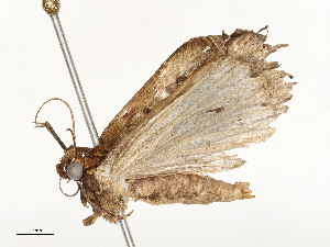  ( - CBG-A54421-B07)  @11 [ ] CreativeCommons - Attribution Share - Alike (2024) CBG Photography Group Centre for Biodiversity Genomics