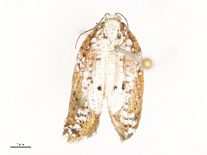  ( - CBG-A54421-D04)  @11 [ ] CreativeCommons - Attribution Share - Alike (2024) CBG Photography Group Centre for Biodiversity Genomics