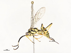  (ichJanzen01 Malaise2049 - CBG-A54421-H09)  @11 [ ] CreativeCommons - Attribution Share - Alike (2024) CBG Photography Group Centre for Biodiversity Genomics