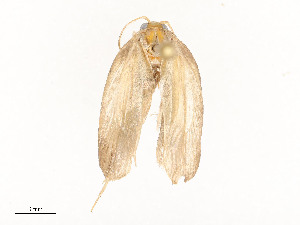  ( - CBG-A54422-B03)  @11 [ ] CreativeCommons - Attribution Share - Alike (2024) CBG Photography Group Centre for Biodiversity Genomics