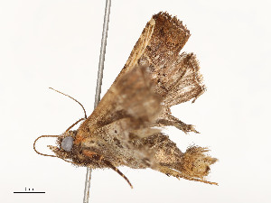  ( - CBG-A54422-B08)  @11 [ ] CreativeCommons - Attribution Share - Alike (2024) CBG Photography Group Centre for Biodiversity Genomics