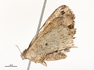  (Scopifera Malaise0607 - CBG-A54422-C11)  @11 [ ] CreativeCommons - Attribution Share - Alike (2024) CBG Photography Group Centre for Biodiversity Genomics