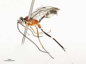  ( - CBG-A54422-E05)  @11 [ ] CreativeCommons - Attribution Share - Alike (2024) CBG Photography Group Centre for Biodiversity Genomics