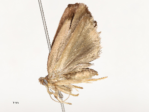  (Cerconota Malaise6655 - CBG-A54423-A01)  @11 [ ] CreativeCommons - Attribution Share-Alike (2024) CBG Photography Group Centre for Biodiversity Genomics