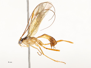  (Austrozele Malaise3523 - CBG-A54423-D02)  @11 [ ] CreativeCommons - Attribution Share-Alike (2024) CBG Photography Group Centre for Biodiversity Genomics