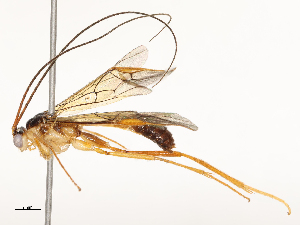  ( - CBG-A54423-H05)  @11 [ ] CreativeCommons - Attribution Share-Alike (2024) CBG Photography Group Centre for Biodiversity Genomics